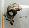 Fremmenti di cranio di australopithecus boisei e australopithecus robustus - Museo di Storia Naturale di Milano Detail KNM-ER 732.jpg