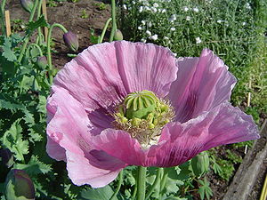 Opium poppy (Papaver somniferum)