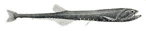Beskrivelse af Sigmops gracilis.jpg-billedet.