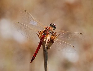 Red-veined darter dragonfly