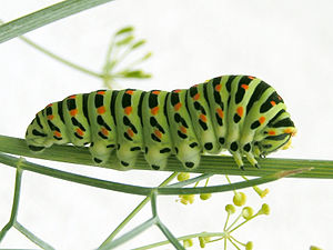 Caterpillar