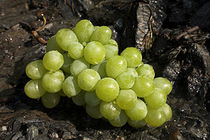 A green grape.