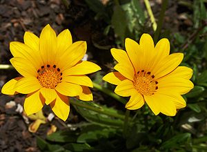 Yellow flowers of Gazania rigens