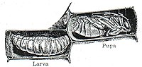 NSRW Bee Development