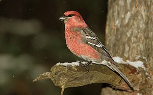 Pine Grosbeak