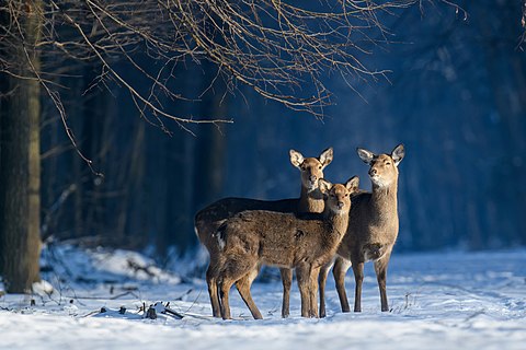 Cervus nippon in Kremenets Hills