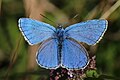 Lysandra bellargus male 4.jpg