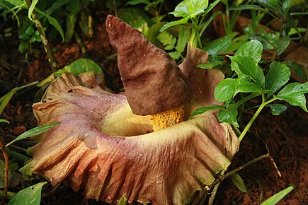 435px-Amorphophallus_Paeoniifolius_m.jpg