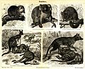 Marsupials, Meyers Konversationslexikon (Encyclopedia) 1885