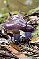 Cortinariaceae (Cortinarius archeri)