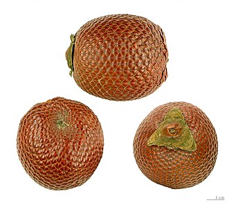 Fruits of Moriche Palm.