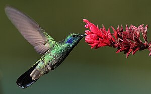 ミドリハチドリ (Colibri thalassinus)、パナマのボケテにて