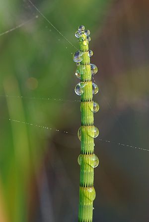 Equisetum fluviatile in Belgium