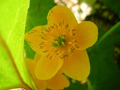 Slika:Marigold, Radovna valley.jpg