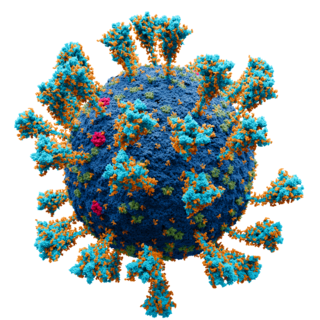 Scientifically accurate atomic model of coronavirus (SARS-CoV-2)