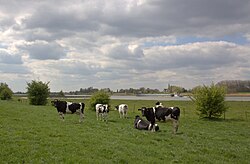 Ontmoeting in de Achthovense Uiterwaarden bij Lexmond.jpg