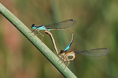 Blue-tailed damselflies mating