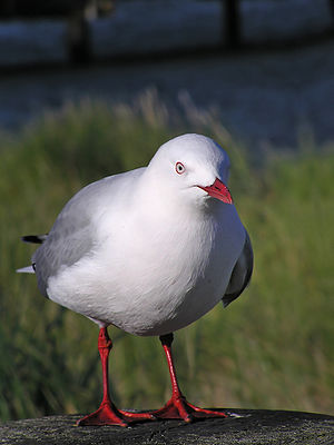 Red billed gull (Larus scopulinus) in Wellington Harbour