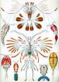 Full plate: 56th plate from Ernst Haeckel's Kunstformen der Natur (1904), depicting organisms classified as Copepoda.