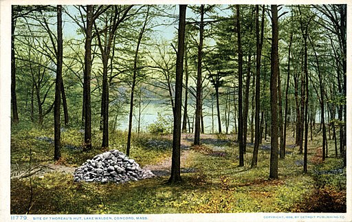 Site of Thoreau's Hut, Lake Walden (NBY 7725)