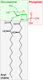 Lipid X, precursore del lipide A, e quindi di LPS