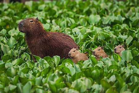 Capybara (Hydrochoerus hydrochaeris)