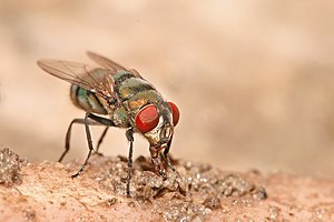 Chrysomya fly eating