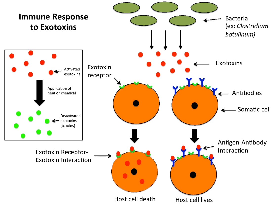 Exotoxin