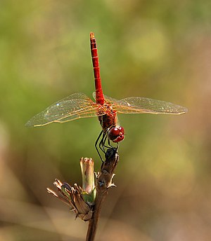 Red-veined darter