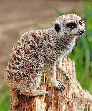 Image:Meerkat - melbourne zoo.jpg