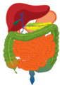 Complete GI tract