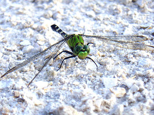 Eastern Pondhawk dragonfly, taken at Loxahatchee Preserve, 2006/06/17.