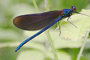 Male juvenile imago of Calopteryx virgo.