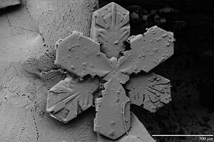 LT-SEM snowflake image