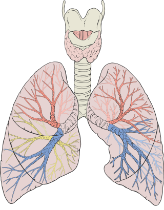 Respiratory sounds