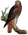 Red-tailed Hawk