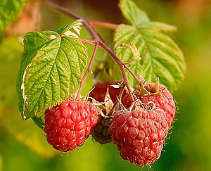 Raspberries