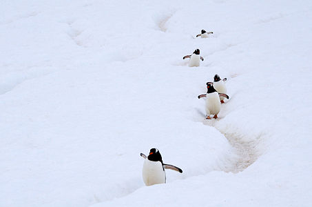 Gentoo Penguins using a "penguin highway" in Antarctica. These highways, that connect their nesting areas and the sea, are carved in the ice by hundreds of thousands of penguin feet.