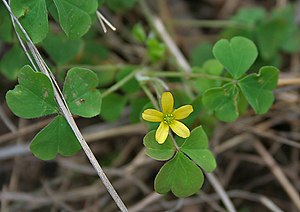 300px-Oxalis_corniculata_in_Talakona_forest%2C_AP_W_IMG_8538.jpg