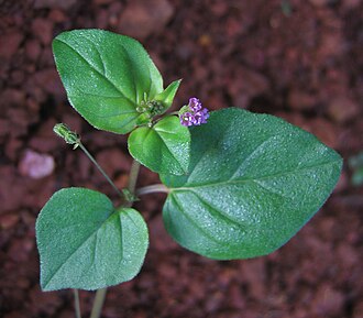330px-Boerhavia_diffusa_flower.jpg