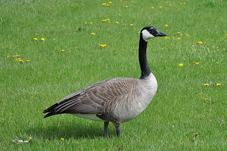 Canada Goose (Branta canadensis)