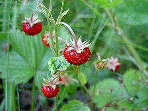 Wild strawberries (Fragaria vesca)