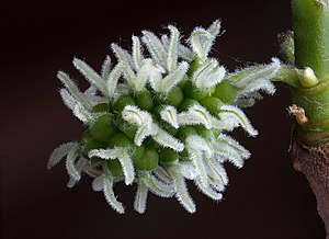 Black Mulberry Fruit Shoots