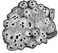 Orientation : Inside / outside. First stage of polycellular organism.