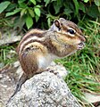 Siberian chipmunk