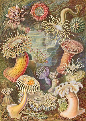 An illustration of sea anemone's from Ernst Haeckel's Kunstformen der Natur (1899)