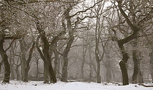 Oak forest in frosty mist