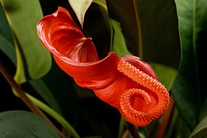 Anthurium scherzerianum inflorescence, located indoors