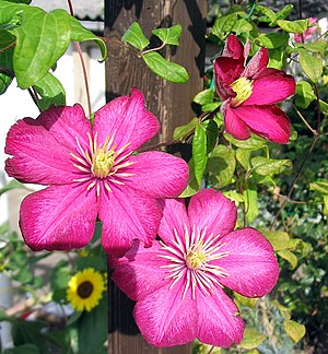 Waldrebe Clematis