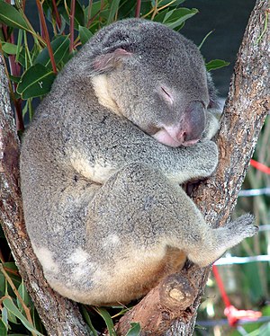 A sleeping koala in a park at Cairns (Australia).